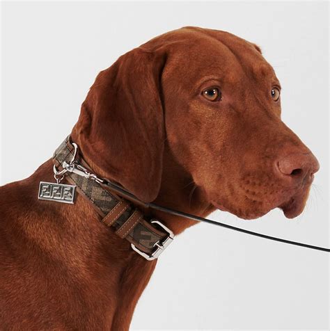 prada for dogs|high end dog collar brands.